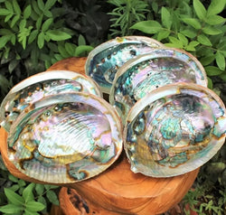 Natural green abalone shells for burning, incense